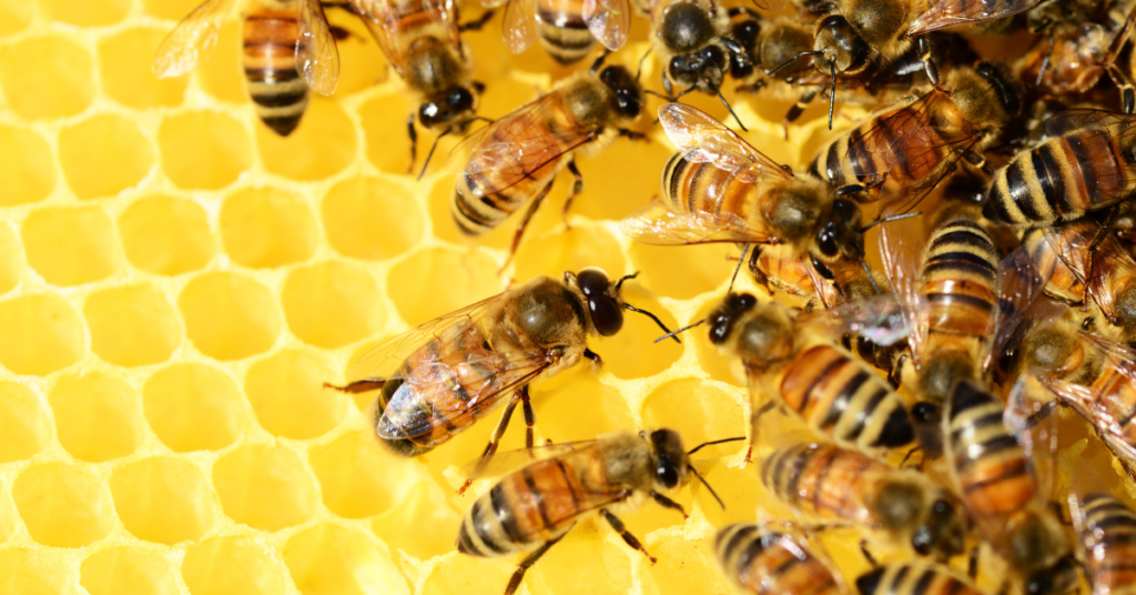 New draft standard for Australian native bee honey