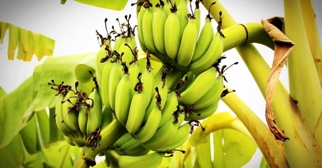 Australia Approves Commercialization of Genetically Engineered Banana