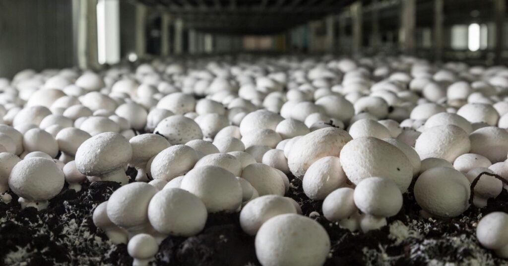 Learn about basic mushroom growing